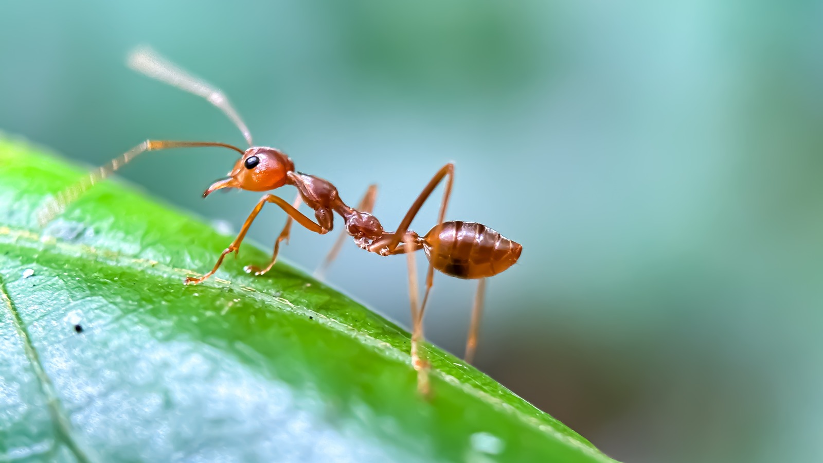 The Hydrogen Peroxide Hack People Use To Kill Ants Instantly (& Does It