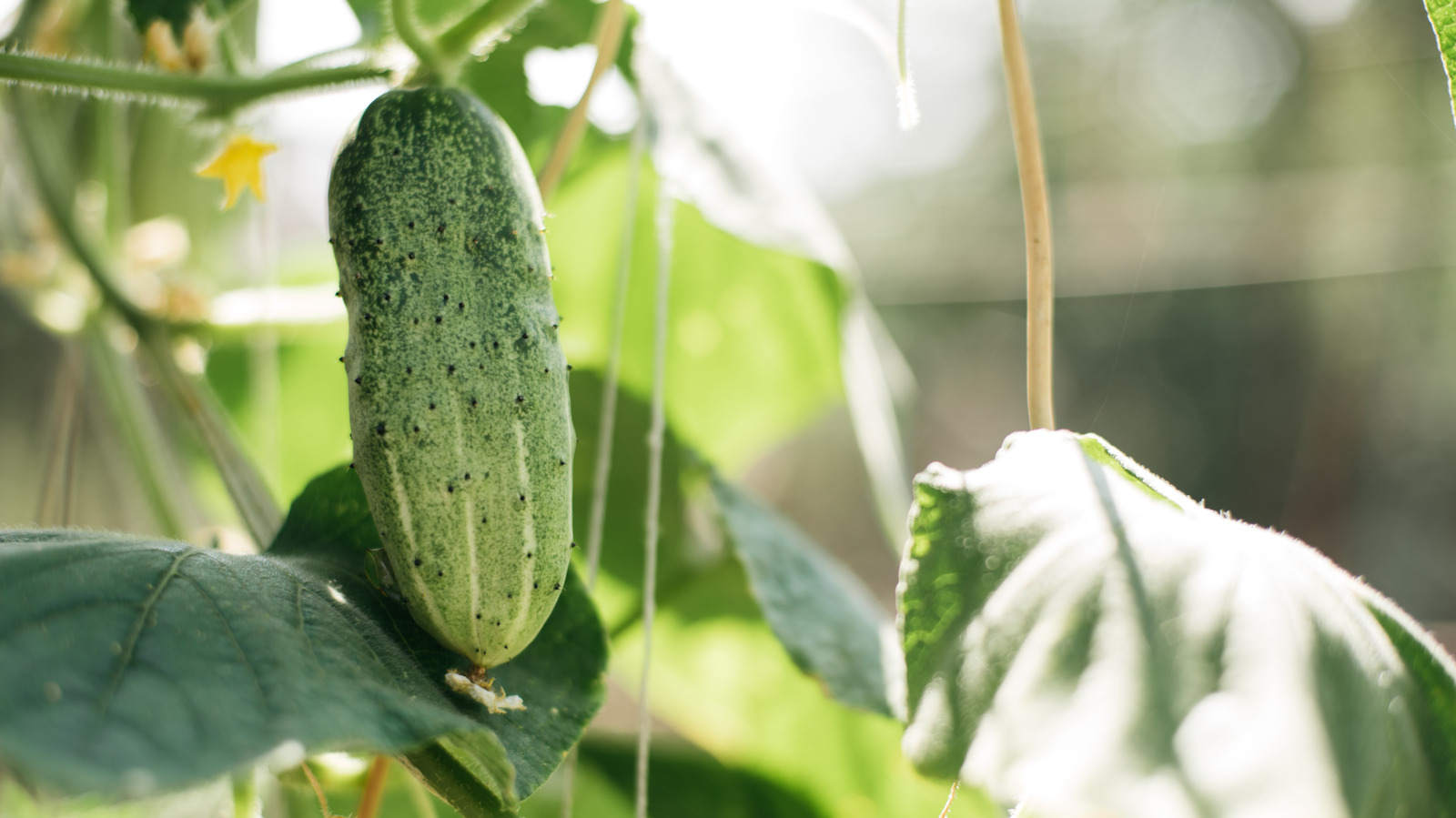 The Hydrogen Peroxide Hack That Will Help Your Cucumbers Thrive