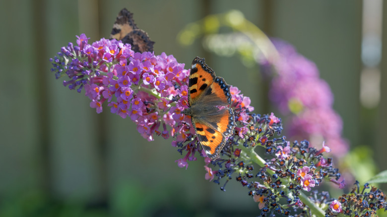 butterflies on a butterfly bush