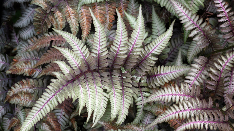 Close up of Japanese painted fern (Athyrium niponicum)
