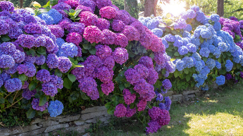 Blooming pink, purple, and blue hydrangeas in a sunny garden