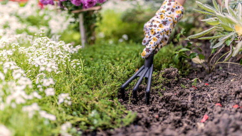 A gloved hand raking soil and planting in the spring