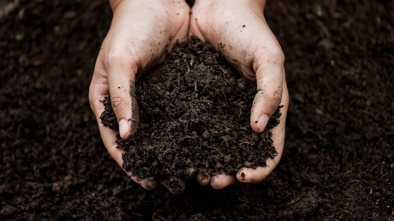 Cupped hands holding soil that's rich in organic matter.