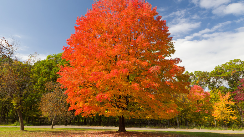 sugar maple tree in a park