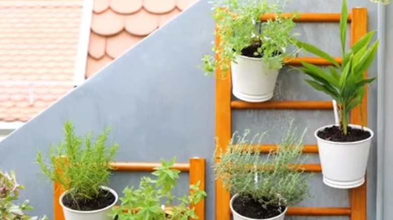 Close up of IKEA HUTTEN rack used as hanging outdoor planter