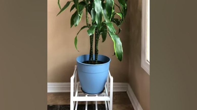 Close up of planter on wine rack