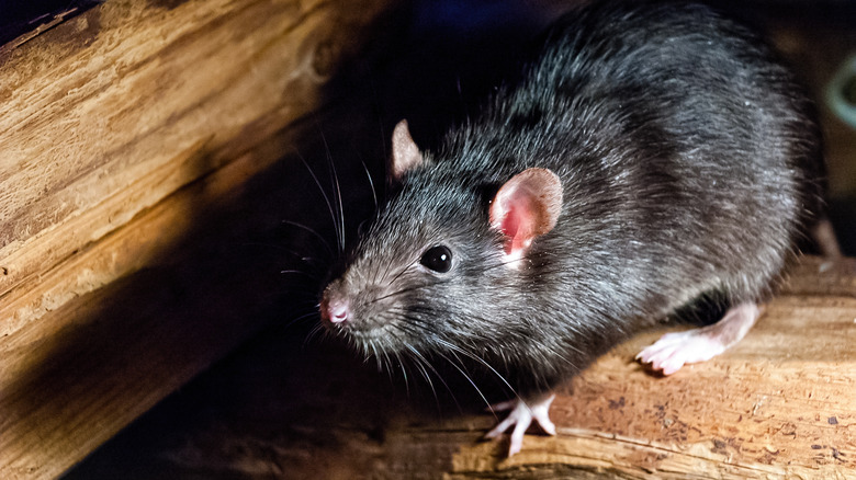 Black roof rat on wooden plank