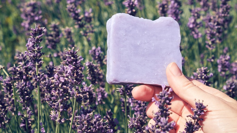 Holding soap in lavender field