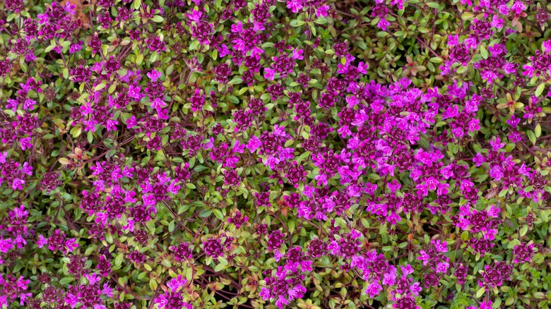 Red creeping thyme in bloom