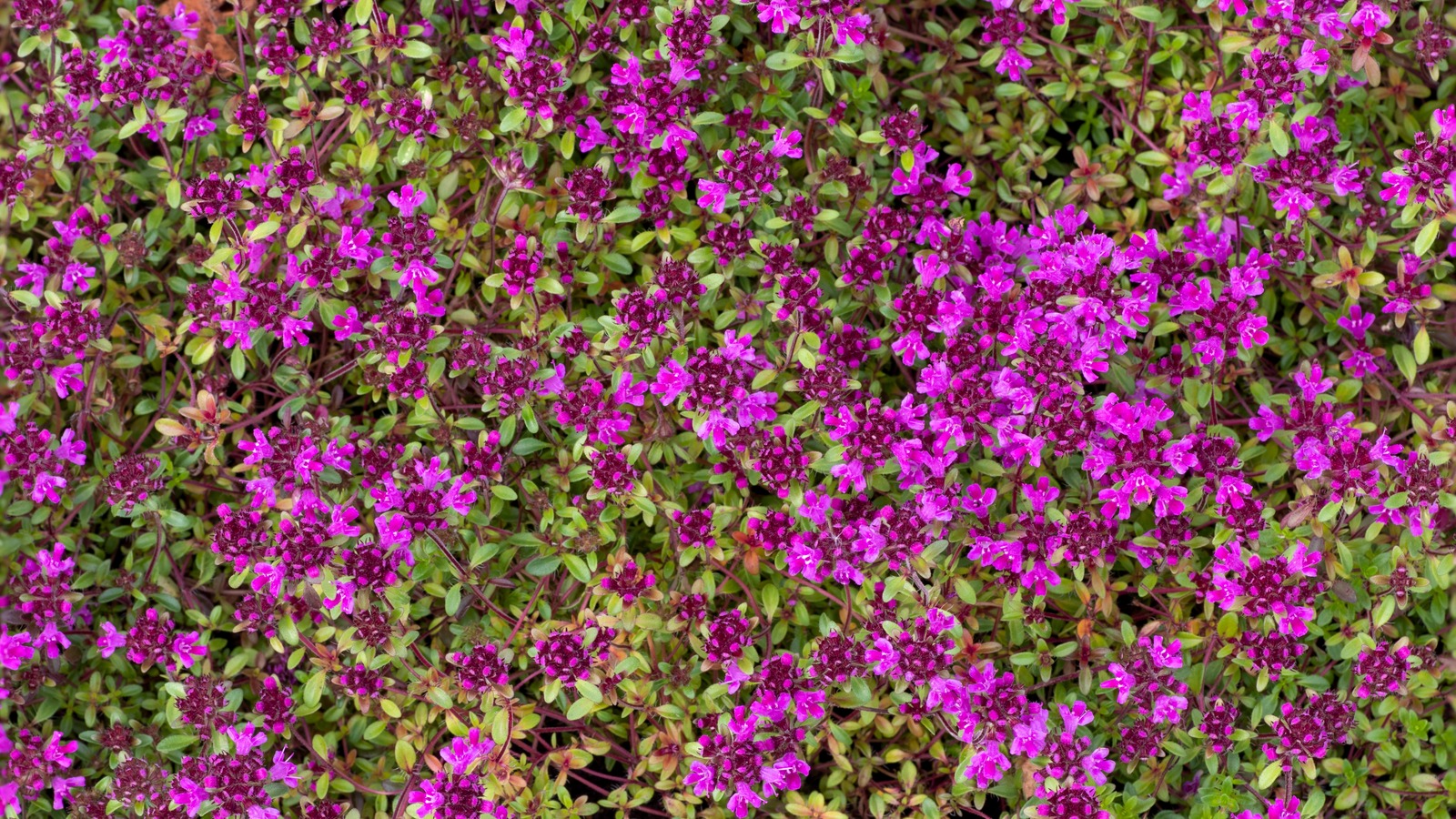 The Important Step To Take When Planting Red Creeping Thyme As A Ground