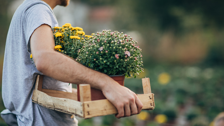 person carrying plant pots