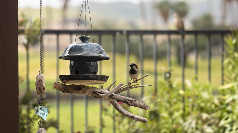 bird perched on feeder
