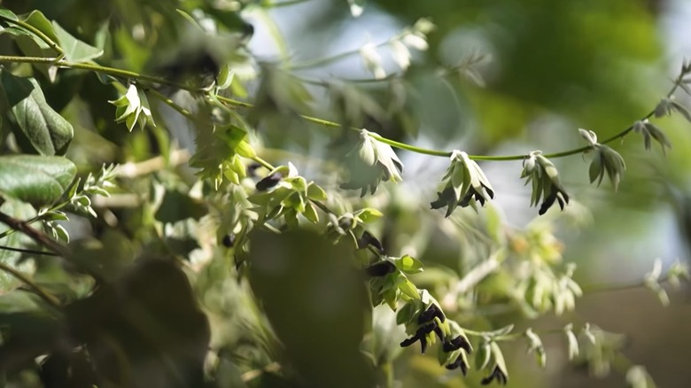 closeup shot of Andean sage plant