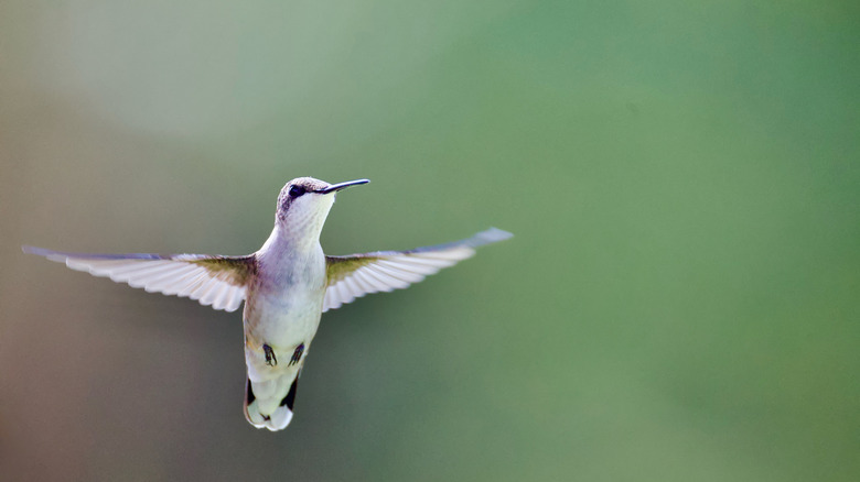 hummingbird in flight