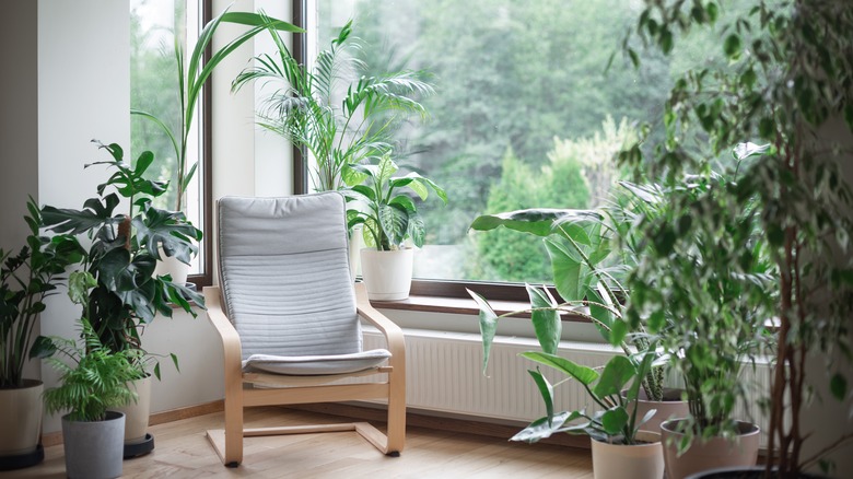 home interior with different houseplants