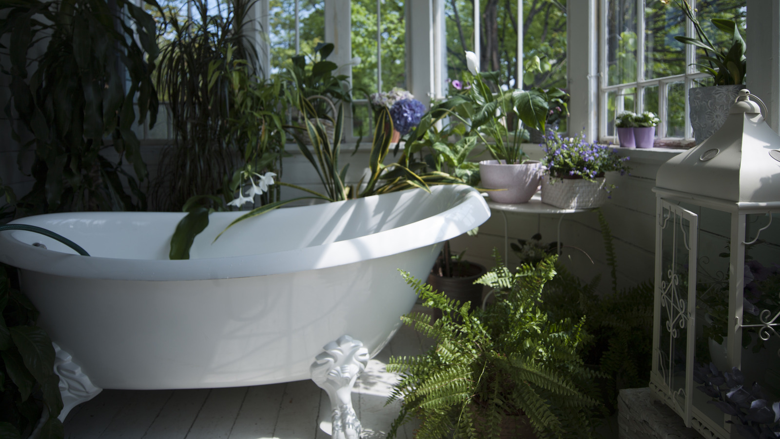 Discover An Indoor Houseplant That Loves A Hot Shower As Much As You Do