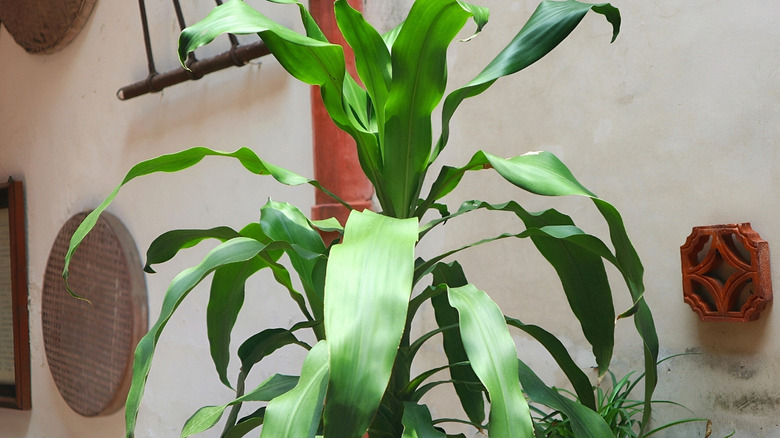 A corn plant thrives as a houseplant.