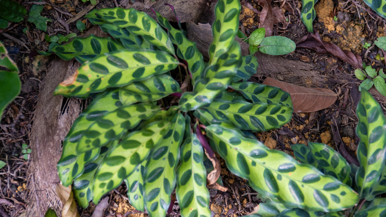 Rattlesnake plants grow out in nature at the base of some large tree roots