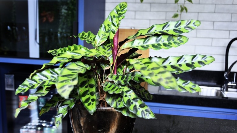 A potted rattlesnake plant thrives on a sleek, black kitchen countertop