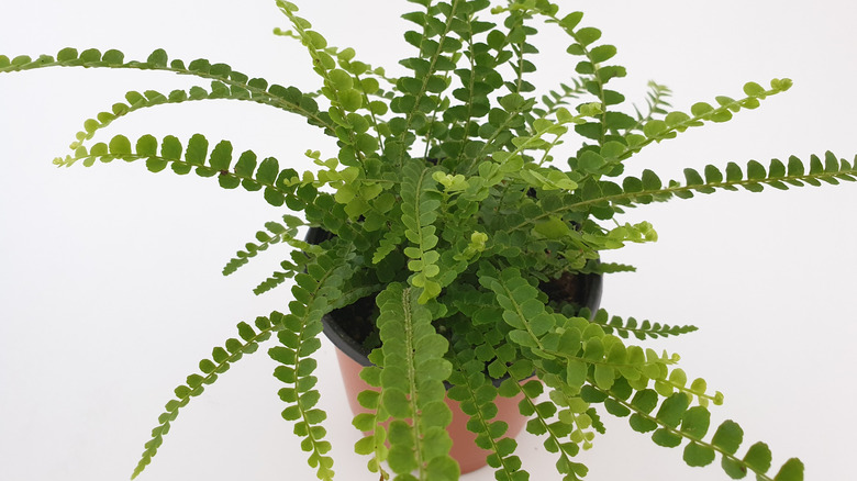 Thriving lemon button fern