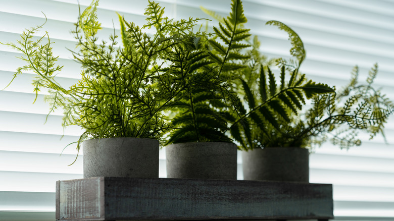 Ferns along an indoor windowsill