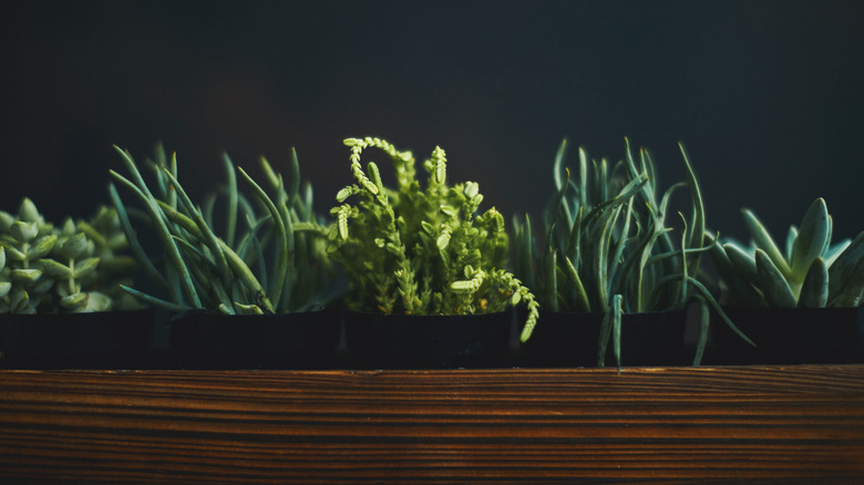 a collection of potted succulents in wooden crate in a dark room