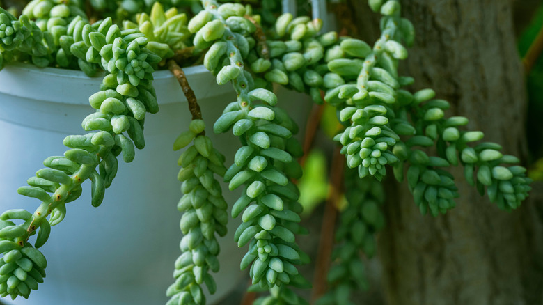 the donkey tail or burro's tail in a hanging basket