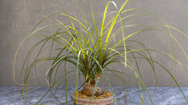 Ponytail palm in pot
