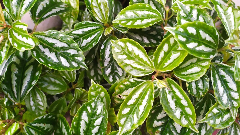 close up on aluminum plant leaves