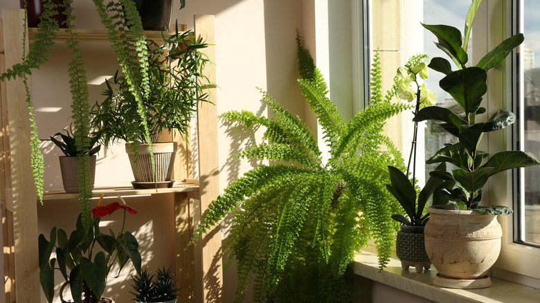 potted plants sitting on a shelf and windowsill, some in shade