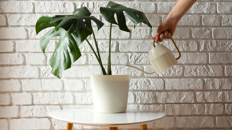 A woman fertilizing a monstera with a white watering can