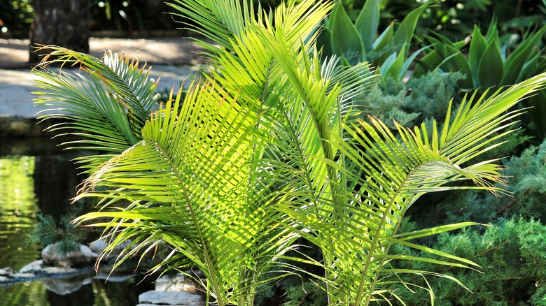 majesty palm tree outside