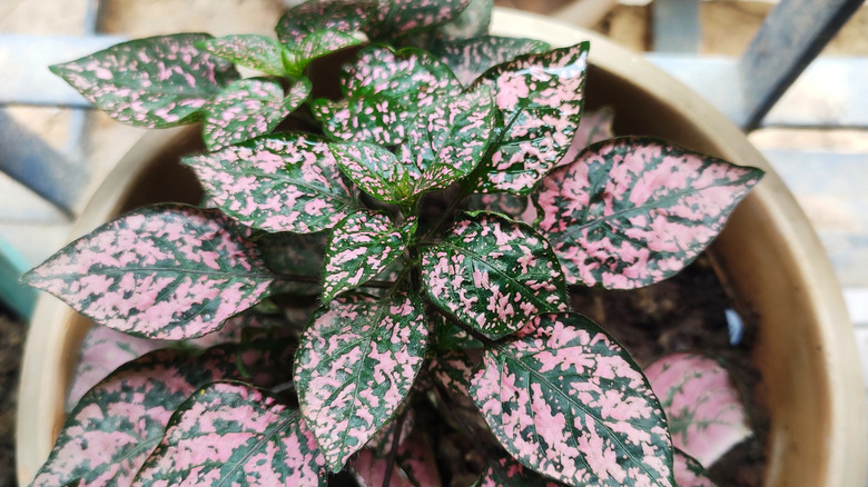 close-up of a polka dot plant in a beige pot