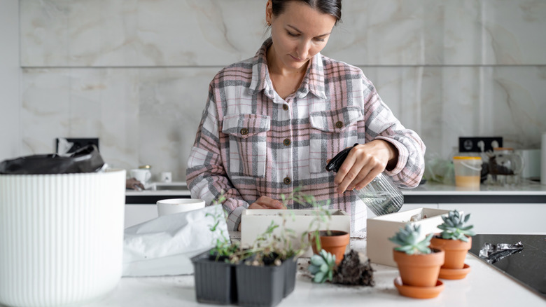 Someone tending to her houseplants