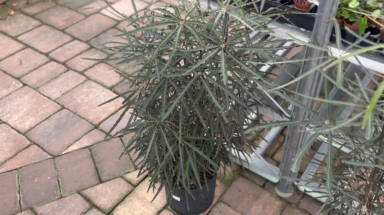 A false aralia houseplant on brick flooring.