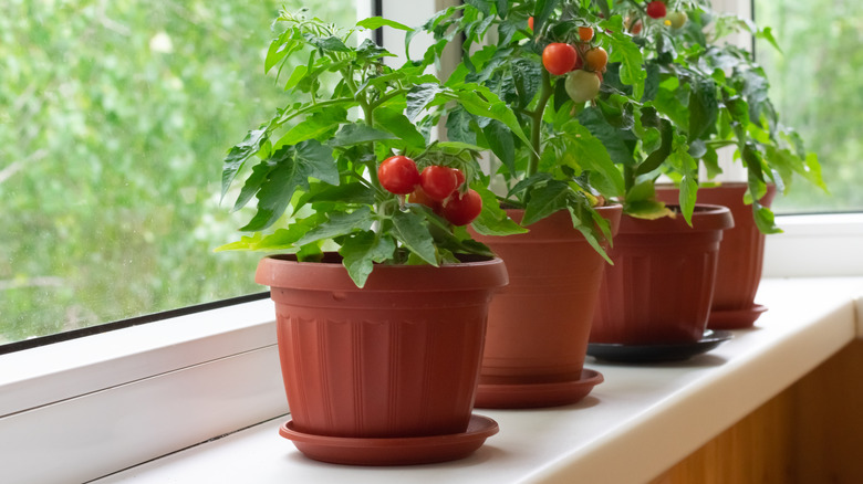 row of tomato plant pots 