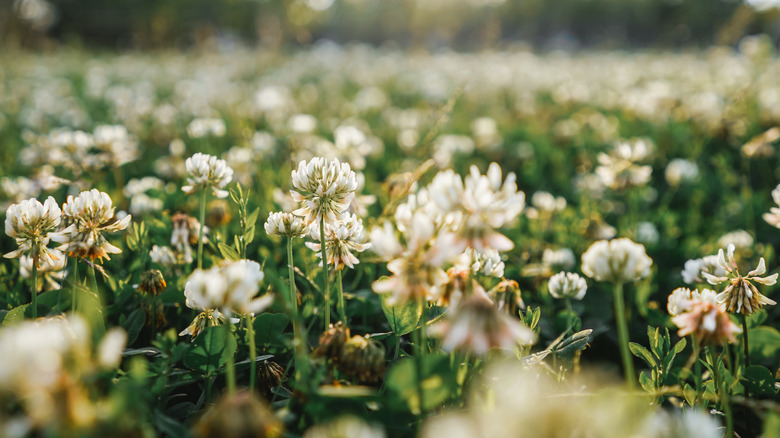 White clover flowers cover a lawn.