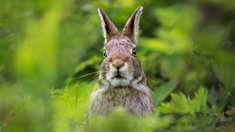 An adult wild rabbit is surrounded by green grass.
