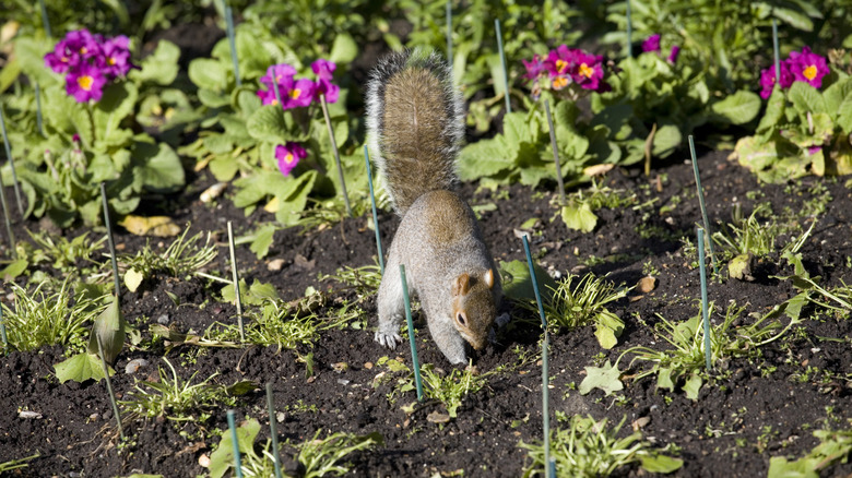A squirrel looks through a garden flower bed