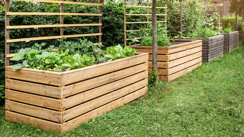 Raised garden beds in a yard