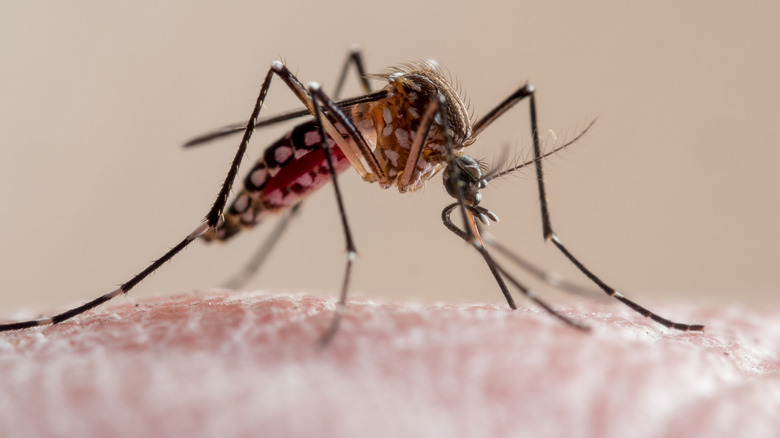 Mosquito biting human skin