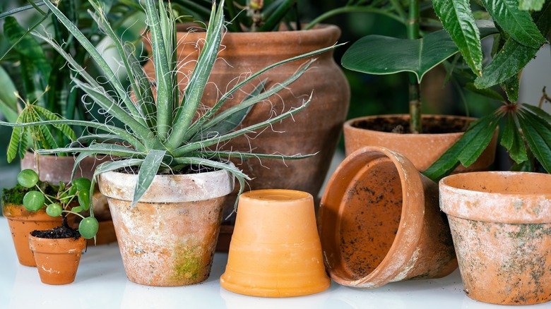 Various sizes of dirty terracotta pots