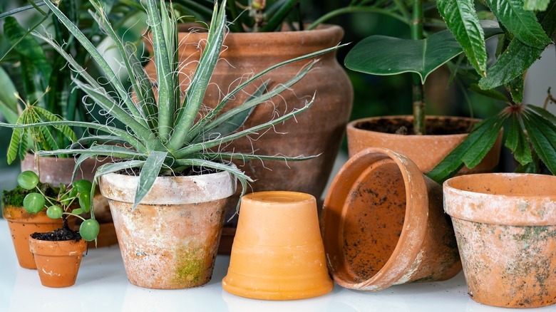 The Do's and Don'ts of Terracotta Plant Pots