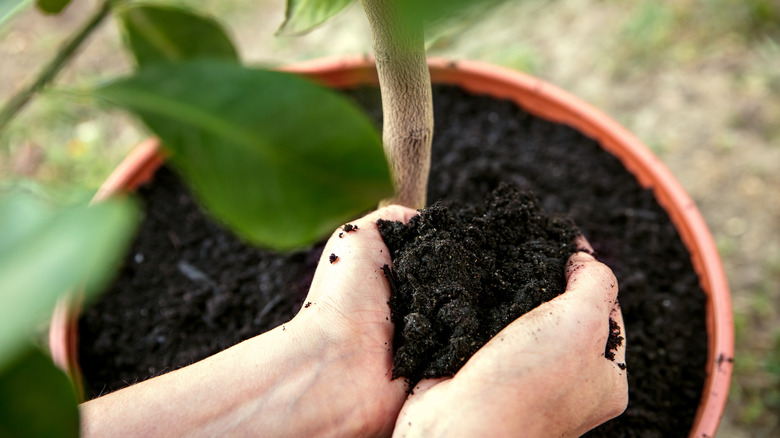 Person cupping soil