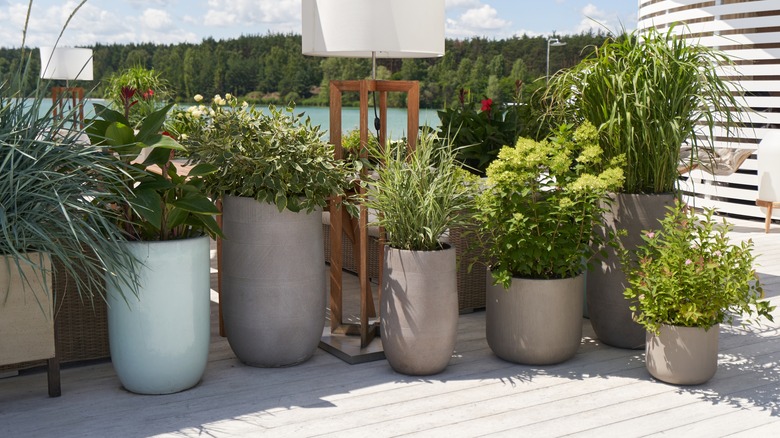 A collection of large pots filled with plants sit on a sunny patio.