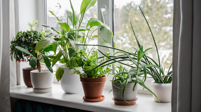 row of houseplants on windowsill