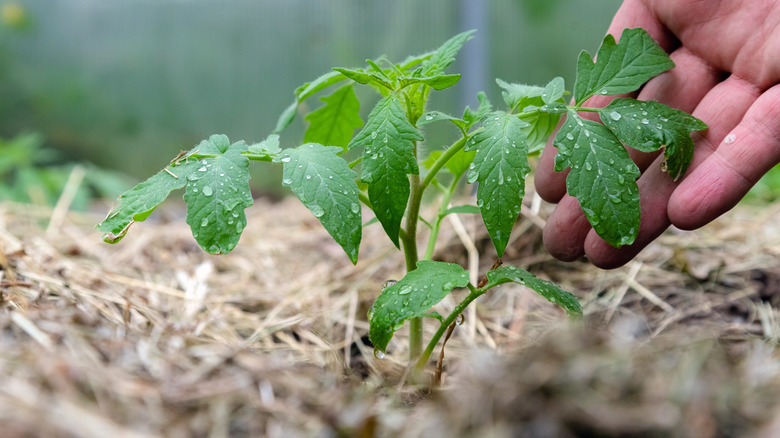 Tomato plant surrounded by mulch
