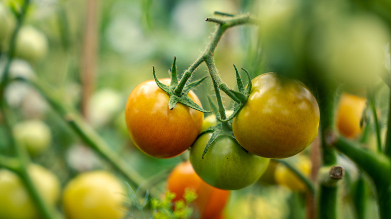 Three tomatoes ripening on vine