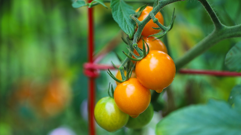 Sungold tomatoes on vine
