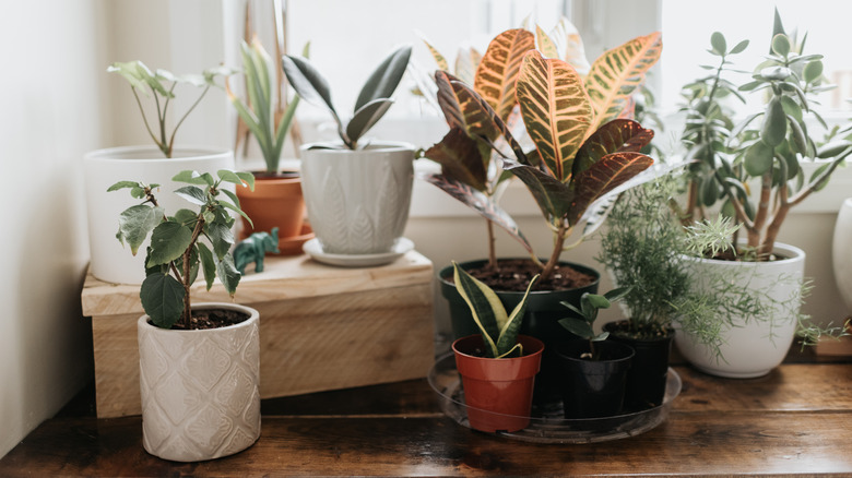 A variety of potted house plants